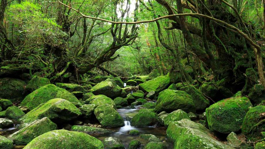 yakushima