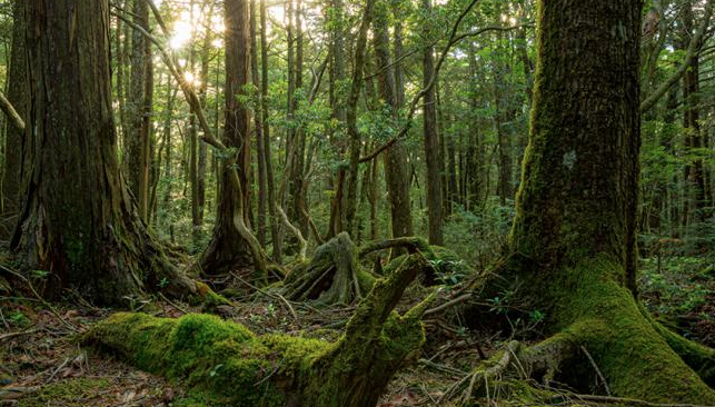 Aokigahara